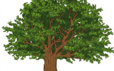 Pràctica per a mesurar l'alçada, el perímetre i els anells de creixement d'un arbre