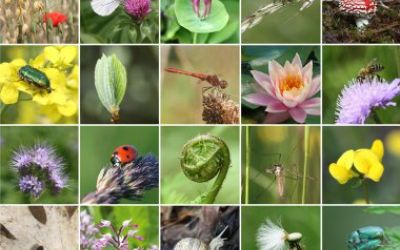 Changement climatique et biodiversité