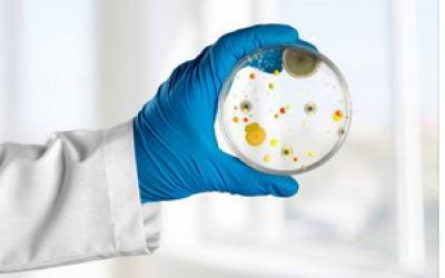 Actualització de conceptes de Microbiologia per l’ensenyament de Batxillerat i Cicles Formatius de Grau Superior