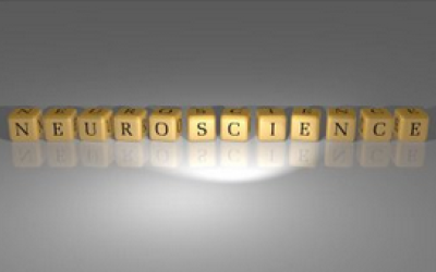 Neurociencias y liderazgo en educación: hacia una delimitación conceptual y pragmática
