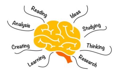 Neuroéducation et pédagogie